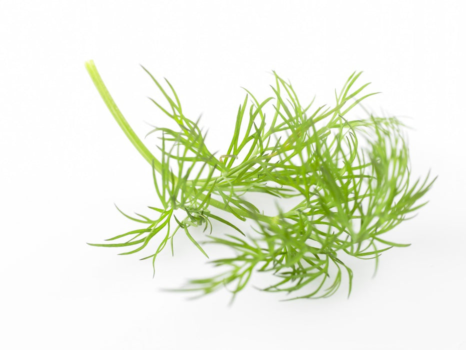 DILL BUNT